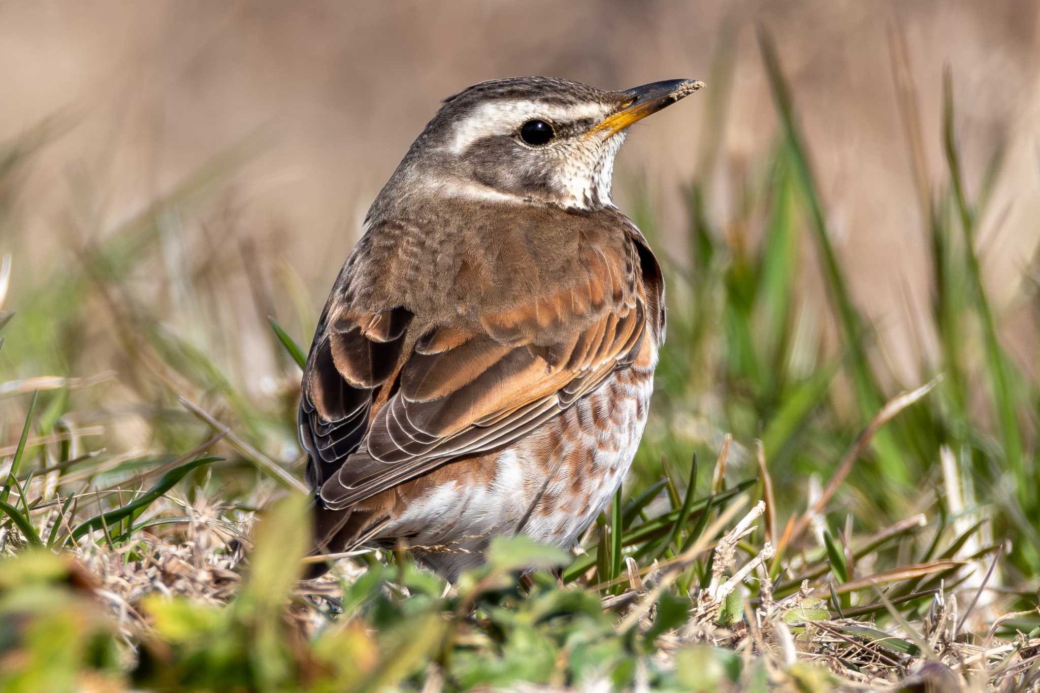 Dusky Thrush