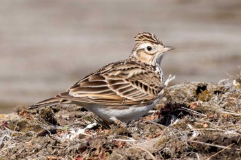 Eurasian Skylark 大桶運動公園 Wed, 2/28/2024