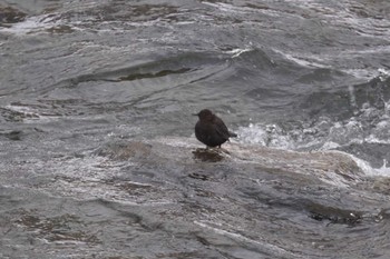 Brown Dipper 真駒内川 Sun, 1/14/2024