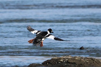 ホオジロガモ 埼玉　荒川河川敷 2024年2月24日(土)