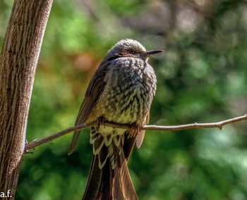 Brown-eared Bulbul Yatoyama Park Tue, 2/27/2024