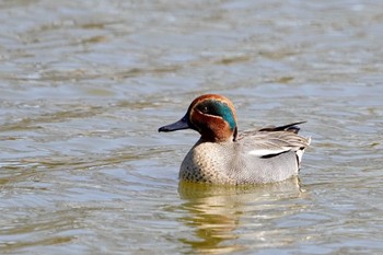 Eurasian Teal Unknown Spots Wed, 2/28/2024