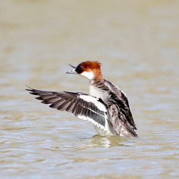 Smew 彩湖 Wed, 2/28/2024