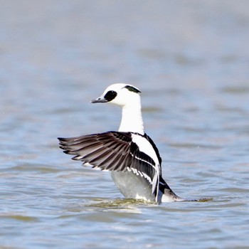 Smew 彩湖 Wed, 2/28/2024