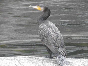 Great Cormorant 昇仙峡 Sun, 5/21/2023