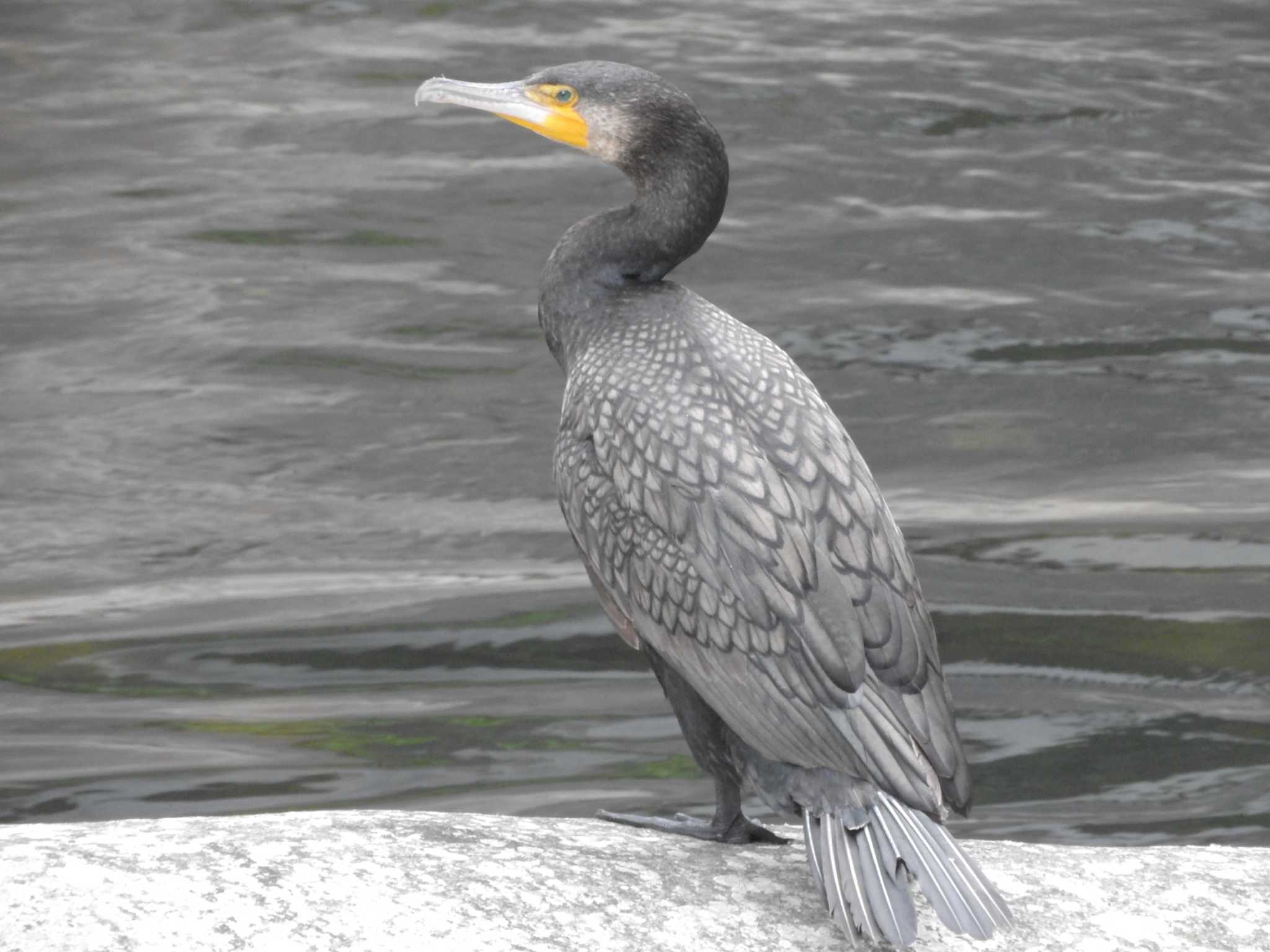 Photo of Great Cormorant at 昇仙峡 by TAKESHI MURAMATSU