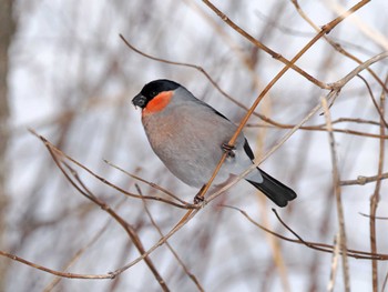 Eurasian Bullfinch 泉ヶ岳 Wed, 2/28/2024