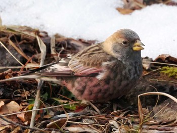 Asian Rosy Finch 泉ヶ岳 Wed, 2/28/2024