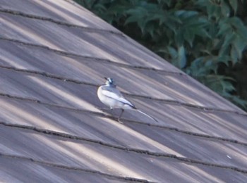 White Wagtail Inokashira Park Mon, 2/26/2024