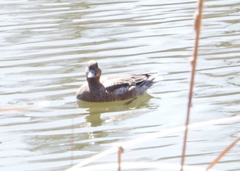 Eurasian Wigeon Inokashira Park Mon, 2/26/2024