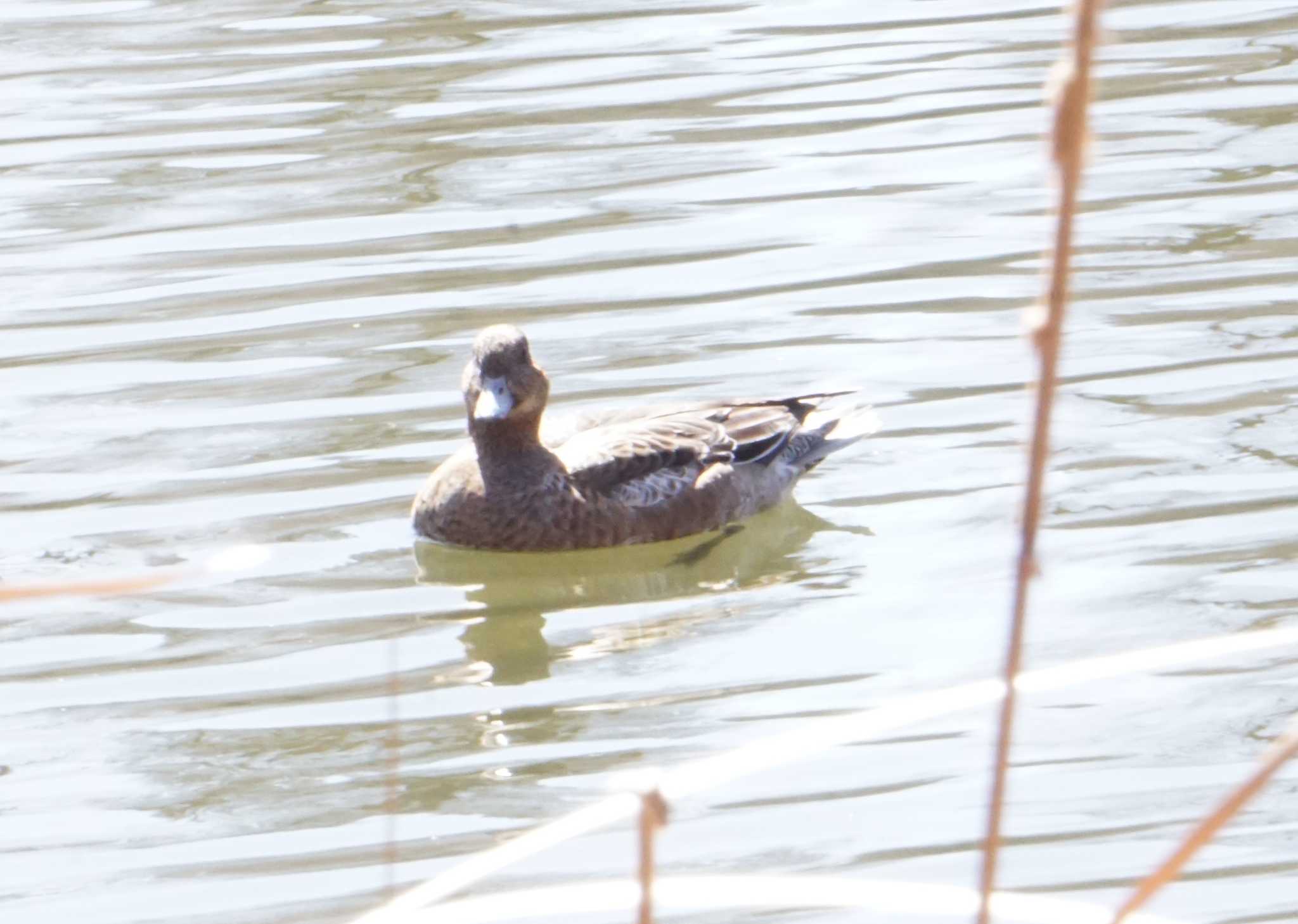 井の頭公園 ヒドリガモの写真 by はるあお