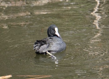 オオバン 井の頭公園 2024年2月26日(月)