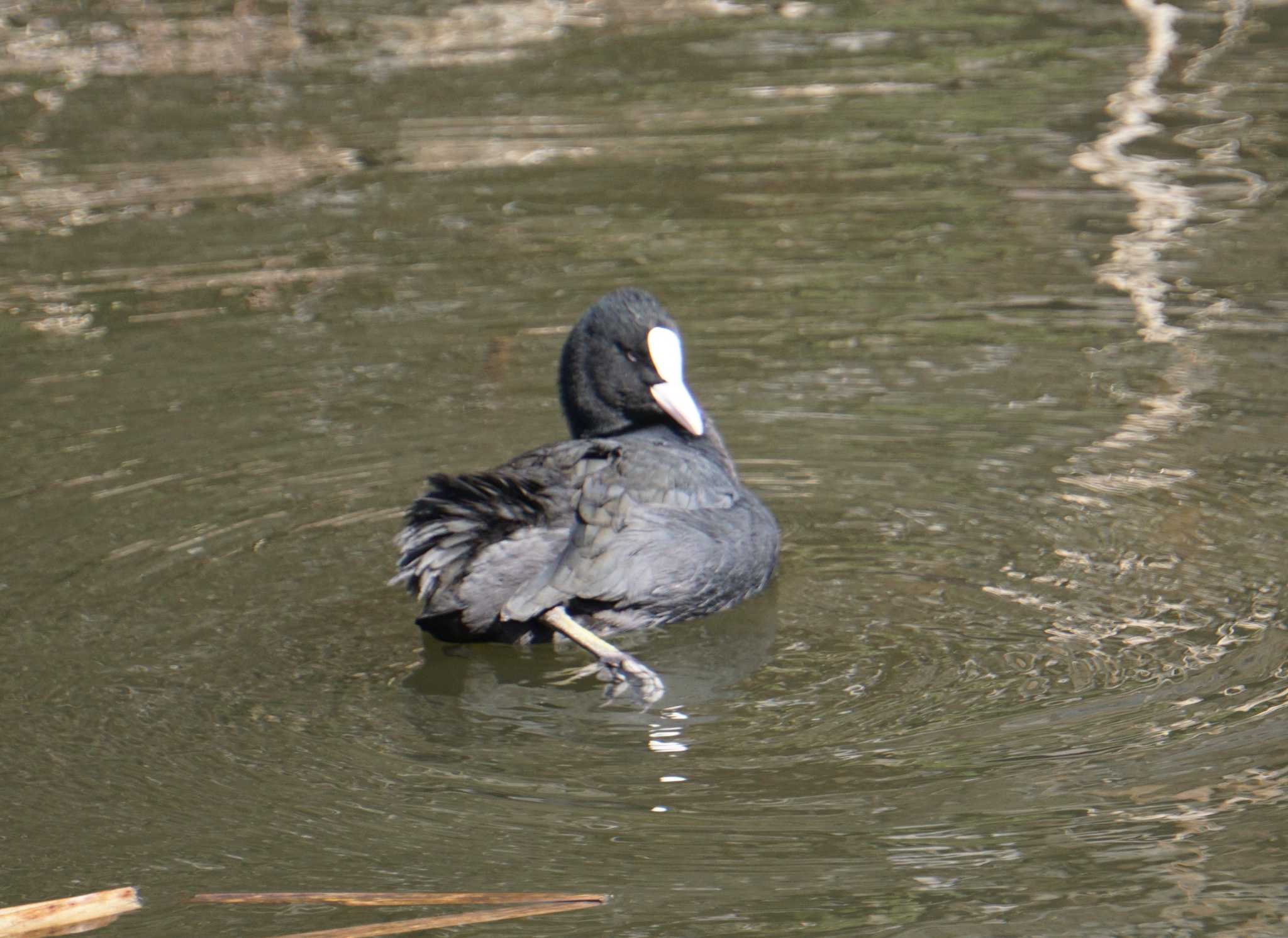 井の頭公園 オオバンの写真 by はるあお