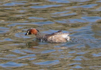 Little Grebe Inokashira Park Mon, 2/26/2024