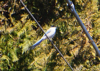 Azure-winged Magpie Inokashira Park Mon, 2/26/2024