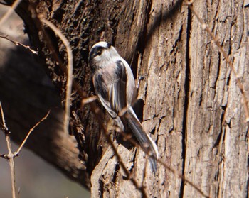 Long-tailed Tit Inokashira Park Mon, 2/26/2024