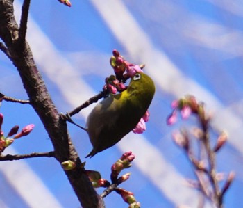 Warbling White-eye Inokashira Park Mon, 2/26/2024