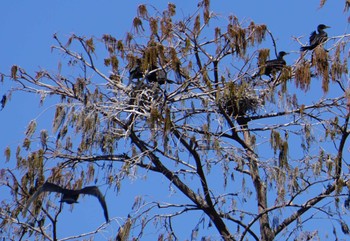 Great Cormorant Inokashira Park Mon, 2/26/2024