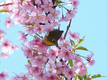 2024年2月28日(水) 高麗山の野鳥観察記録