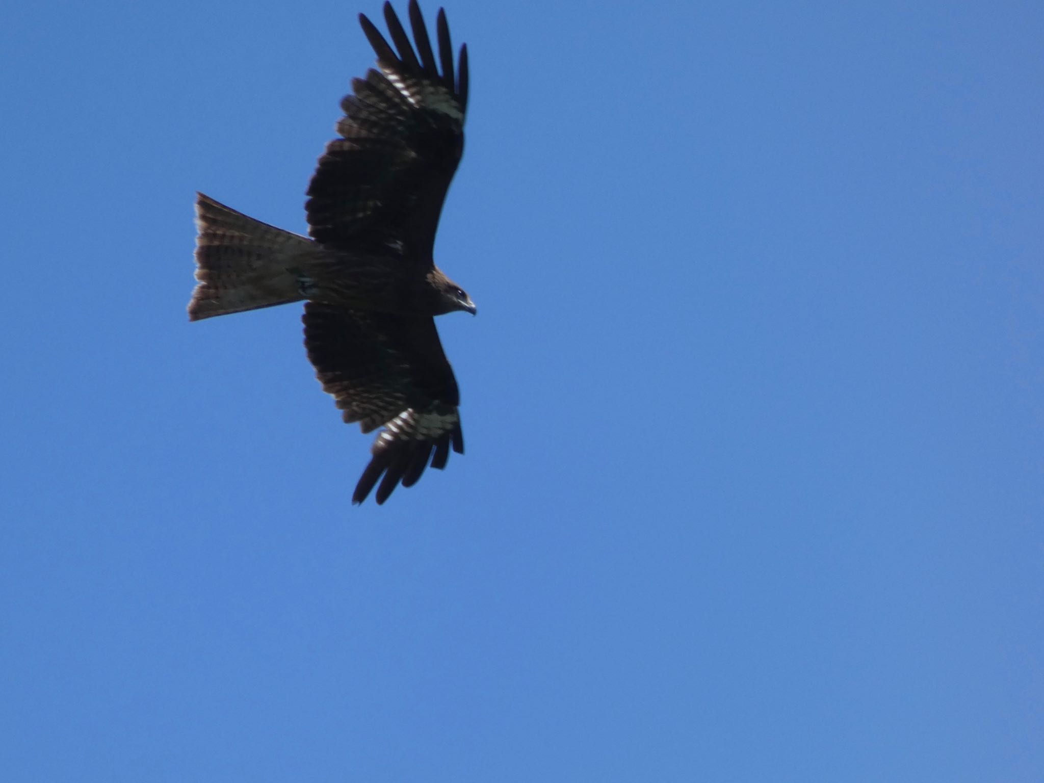 Black Kite