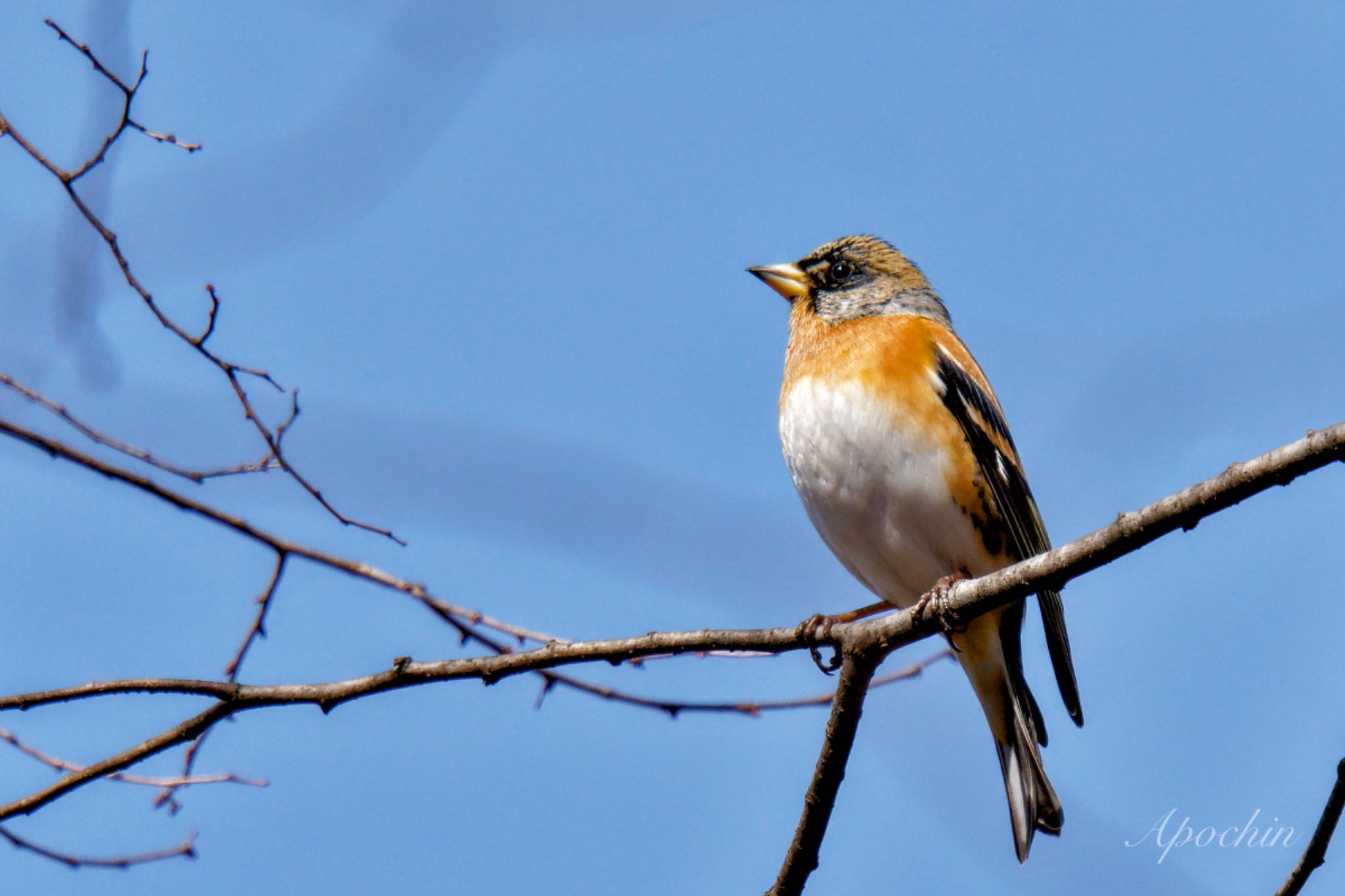 Photo of Brambling at Showa Kinen Park by アポちん