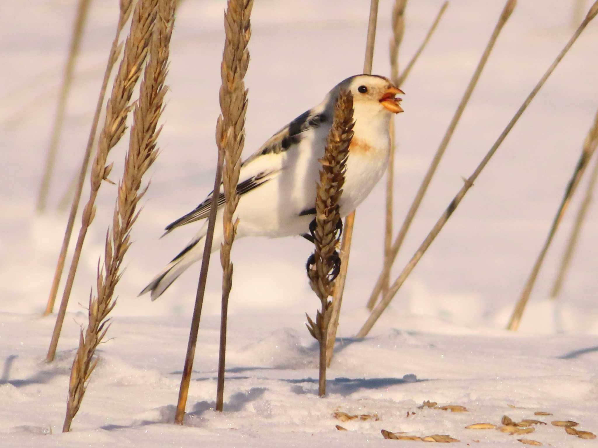 Photo of Snow Bunting at 鵡川河口 by ゆ