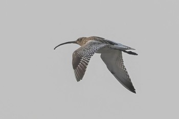 Eurasian Curlew 東よか干潟 Sun, 2/11/2024