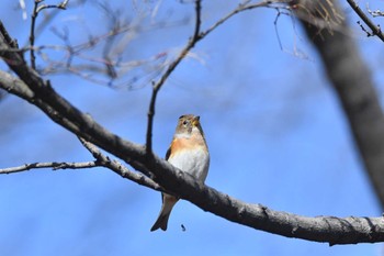 アトリ 嶺公園 2024年2月24日(土)