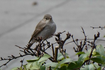 Red-breasted Flycatcher 東京都北区 Sat, 2/17/2024