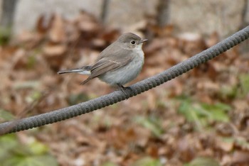 Red-breasted Flycatcher 東京都北区 Sat, 2/17/2024