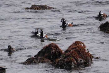 Harlequin Duck 平磯海岸 Mon, 2/12/2024