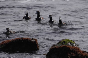 Harlequin Duck 平磯海岸 Mon, 2/12/2024