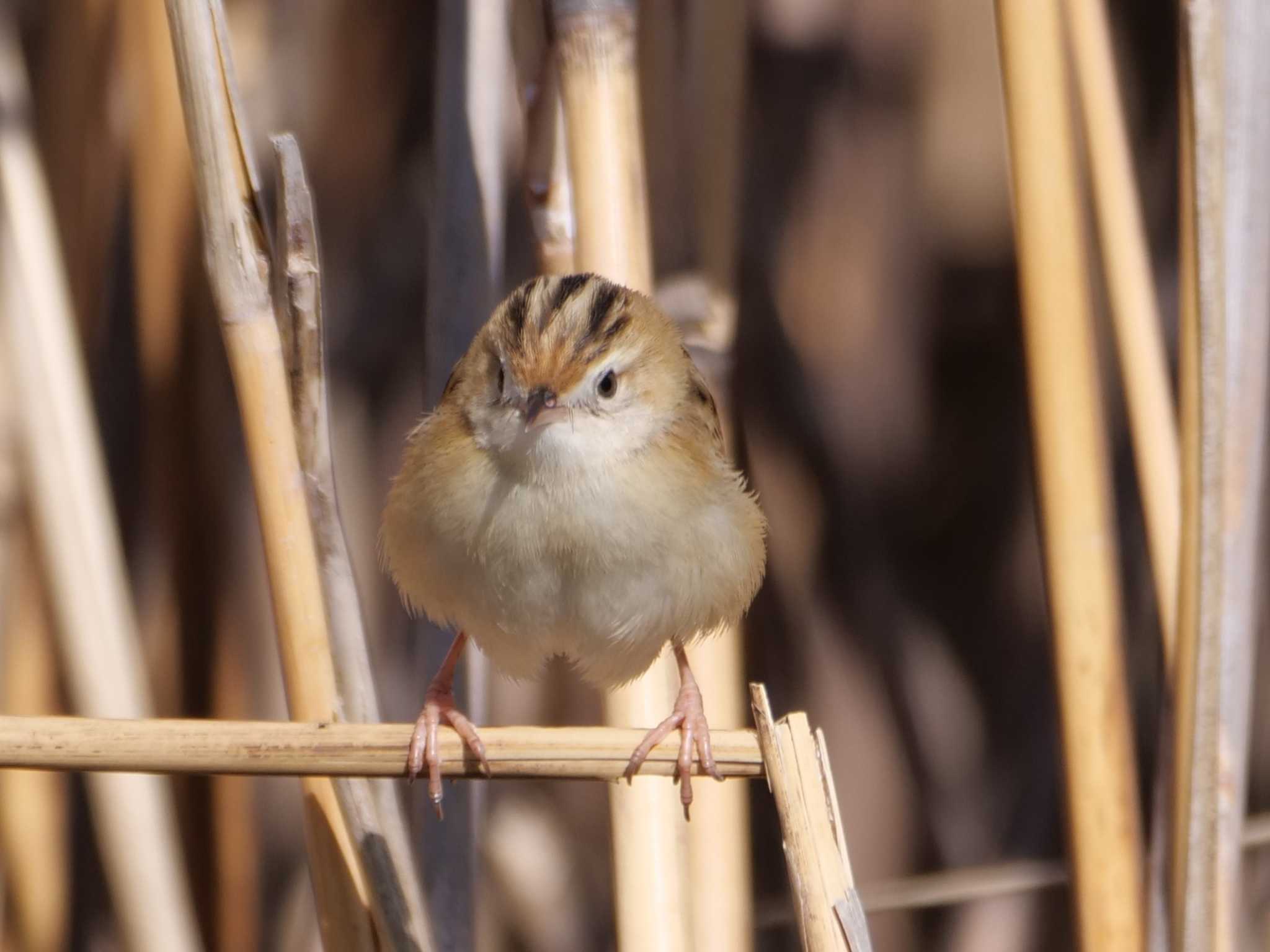 セッカ3態。　プンプン😠・・ by little birds