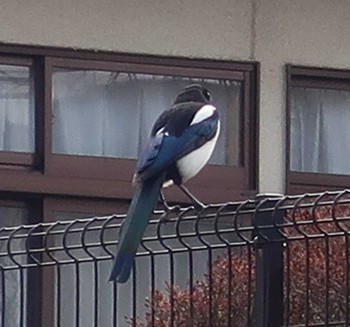 Eurasian Magpie 福岡県内 Wed, 2/28/2024