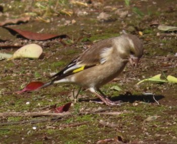 Oriental Greenfinch(kawarahiba) 麻機遊水地 Wed, 2/28/2024