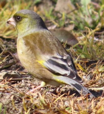 Oriental Greenfinch(kawarahiba) 麻機遊水地 Wed, 2/28/2024