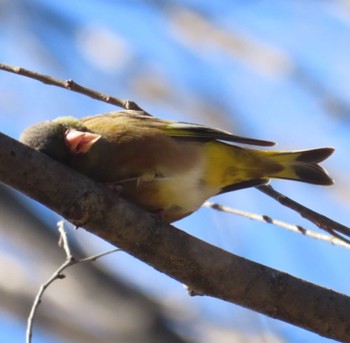 Oriental Greenfinch(kawarahiba) 麻機遊水地 Wed, 2/28/2024