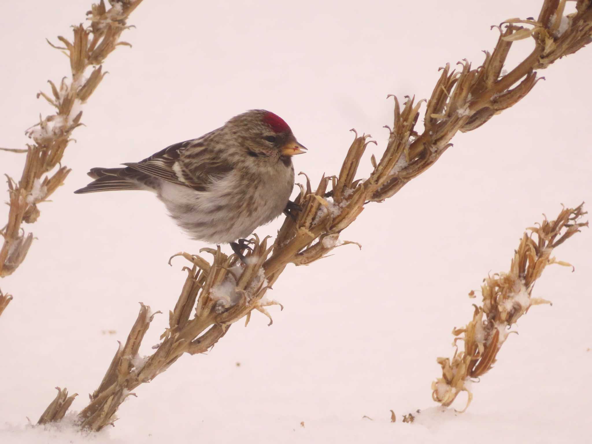 Common Redpoll