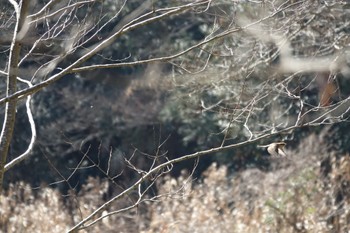 Bull-headed Shrike 大町公園(市川市) Sat, 2/24/2024