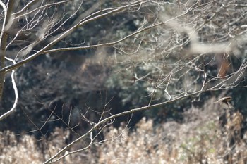 Bull-headed Shrike 大町公園(市川市) Sat, 2/24/2024