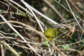 Warbling White-eye 大町公園(市川市) Sat, 2/24/2024