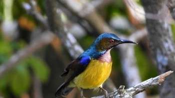 Brown-throated Sunbird シンガポール Wed, 2/28/2024