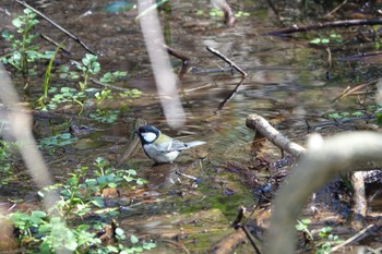 Japanese Tit 大町公園(市川市) Sat, 2/24/2024