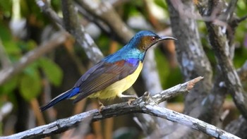 Brown-throated Sunbird シンガポール Wed, 2/28/2024