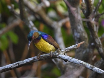 Brown-throated Sunbird シンガポール Wed, 2/28/2024