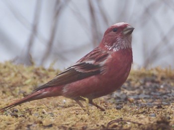 Pallas's Rosefinch 丸山 Mon, 2/19/2024