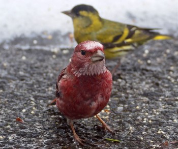 Eurasian Siskin 丸山 Mon, 2/19/2024