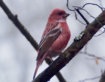 2024年2月19日(月) 丸山の野鳥観察記録