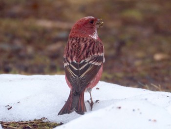 Pallas's Rosefinch 丸山 Mon, 2/19/2024