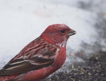 Pallas's Rosefinch 丸山 Mon, 2/19/2024